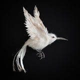 Exhibition - Homage to the Bird
